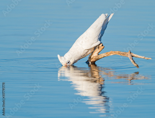 A Little Corella Drinking photo
