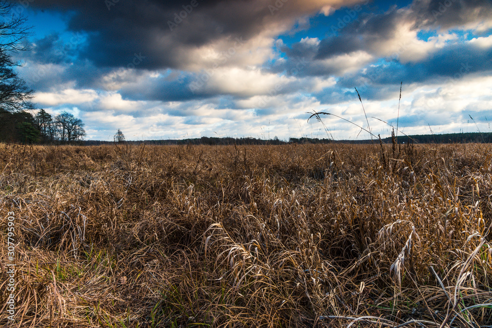 Fototapeta premium Kampinos National Park views on meadow.