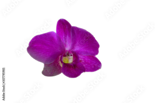 A purple orchid flower isolated on white background