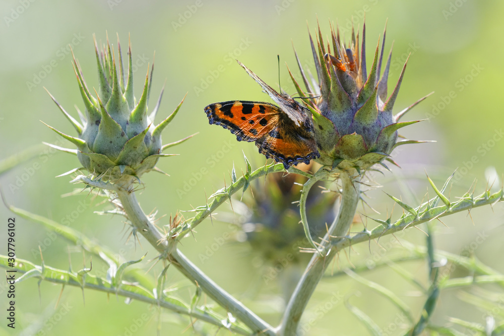 Papillon sur des chardons Papillon sur des chardons