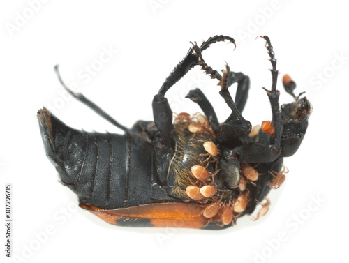 Burying beetle, Nicrophorus investigator with parasites isolated on white background photo