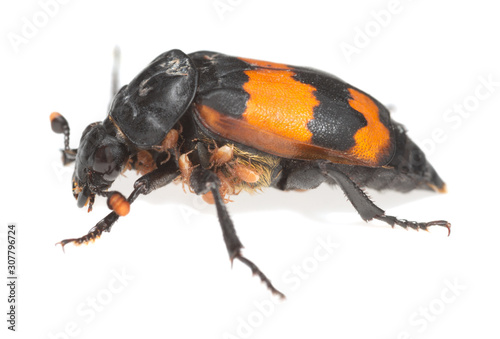 Burying beetle, Nicrophorus investigator with parasites isolated on white background