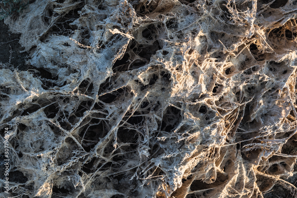 Natural texture of lakeshore, shaped by dry weed and salt, Salt Lake in Larnaca, Cyprus Natural texture of lakeshore, shaped by dry weed and salt, Salt Lake in Larnaca, Cyprus