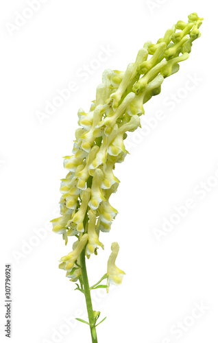Fotografie Flowers of aconite (Aconitum kirinense) 2