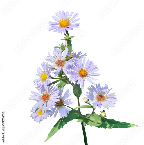 Flowers of wild aster (Aster tataricus) 7
