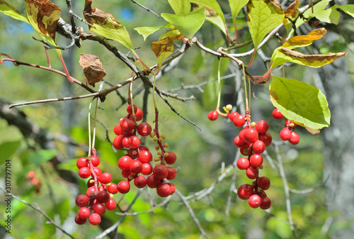 Berries of Far-Eastern plant (Schisandra chinensis) 17