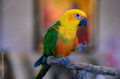 Jenday conure, Aratinga jendaya, a small and colorful parrot from South America