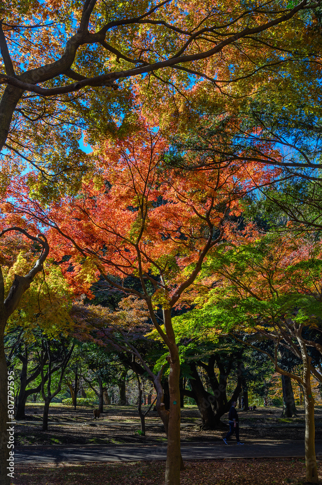 Autumn colors of Japanese maples and Ginko biloba trees in a park in Tokyo, Japan, in early December Autumn colors of Japanese maples and Ginko biloba trees in a park in Tokyo, Japan, in early December