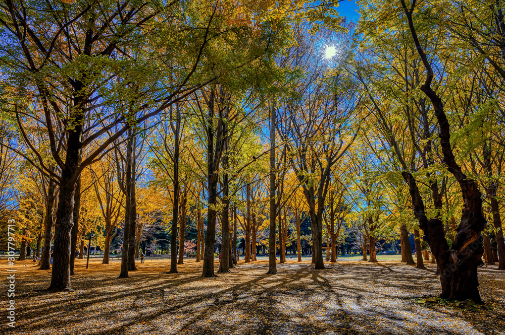 Fototapeta premium Autumn colors of Japanese maples and Ginko biloba trees in a park in Tokyo, Japan, in early December