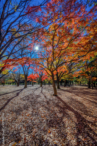 Fototapeta Naklejka Na Ścianę i Meble -  Autumn colors of Japanese maples and Ginko biloba trees in a park in Tokyo, Japan, in early December