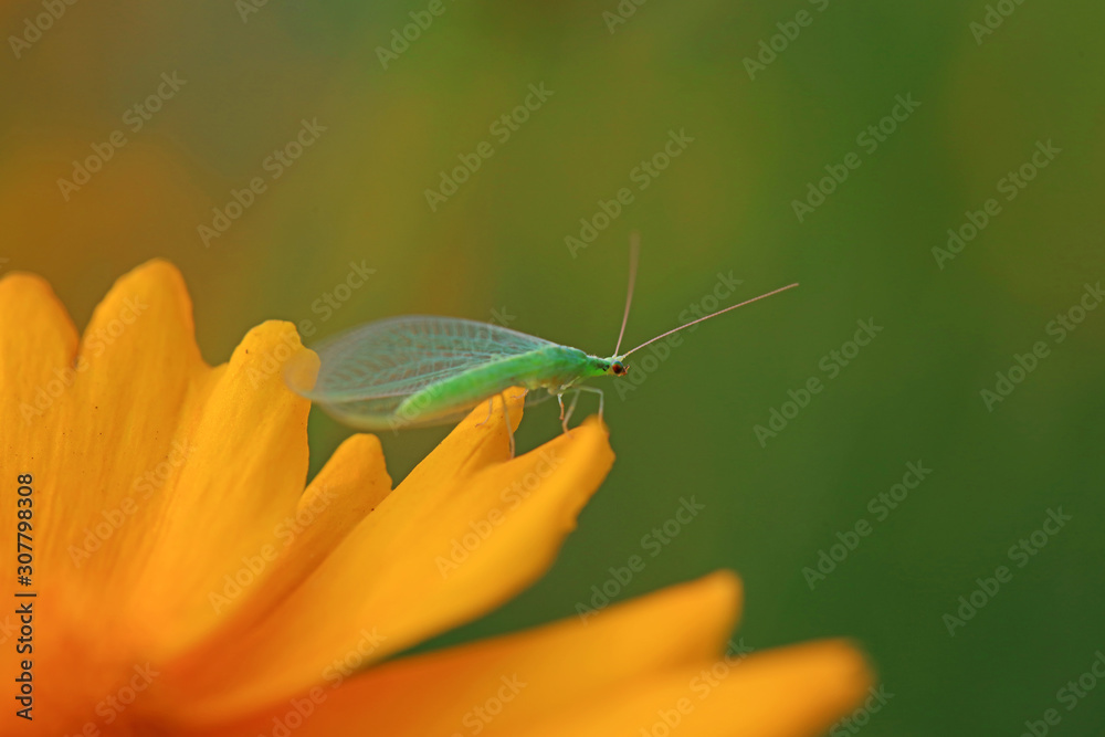 Obraz premium chrysopa pallens