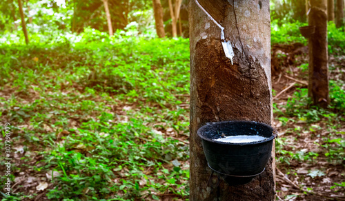 Rubber tree plantation. Rubber tapping in rubber tree garden in Thailand. Natural latex extracted from para rubber plant. Latex collect in plastic cup. Latex raw material. Hevea brasiliensis forest.
