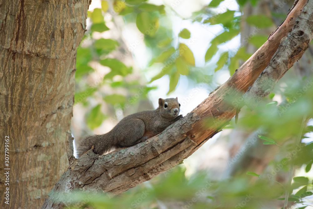 Squirrel on branch of tree.	