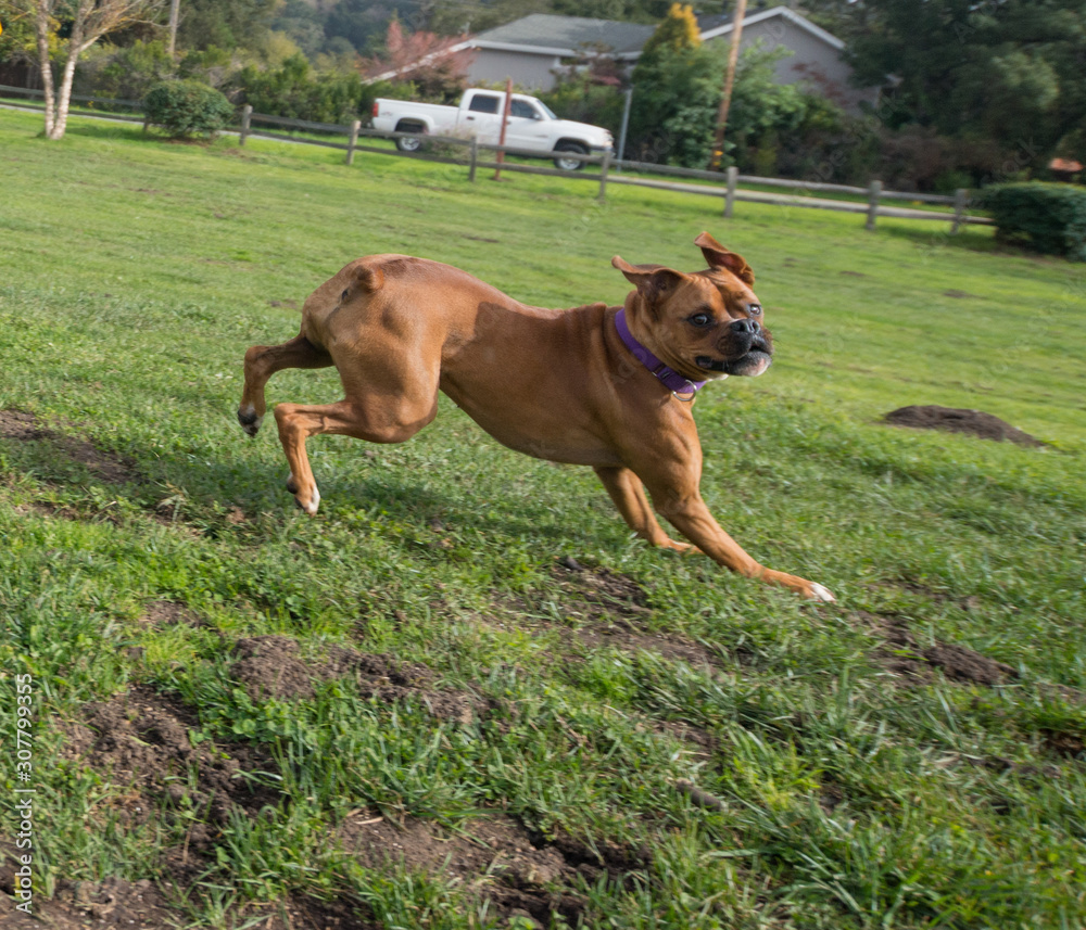 Dog jumping and playing