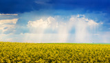 Sunlight penetrates through cloud over the yellow rapeseed field during flowering_