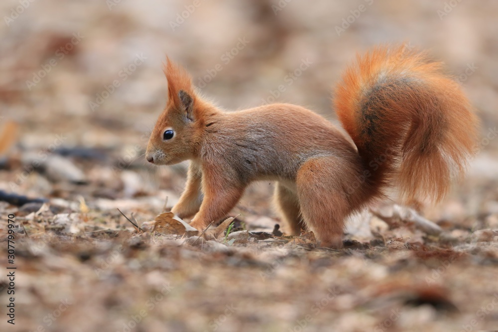 Art view on wild nature. Cute red squirrel with long pointed ears on the ground . Wildlife in November forest. Sciurus vulgaris . Art view on wild nature. Cute red squirrel with long pointed ears on the ground . Wildlife in November forest. Sciurus vulgaris .
