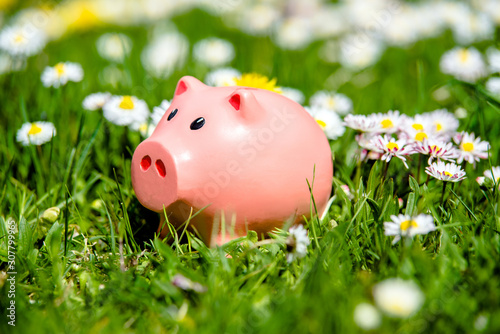 Piggy Bank on the background of blooming daisies