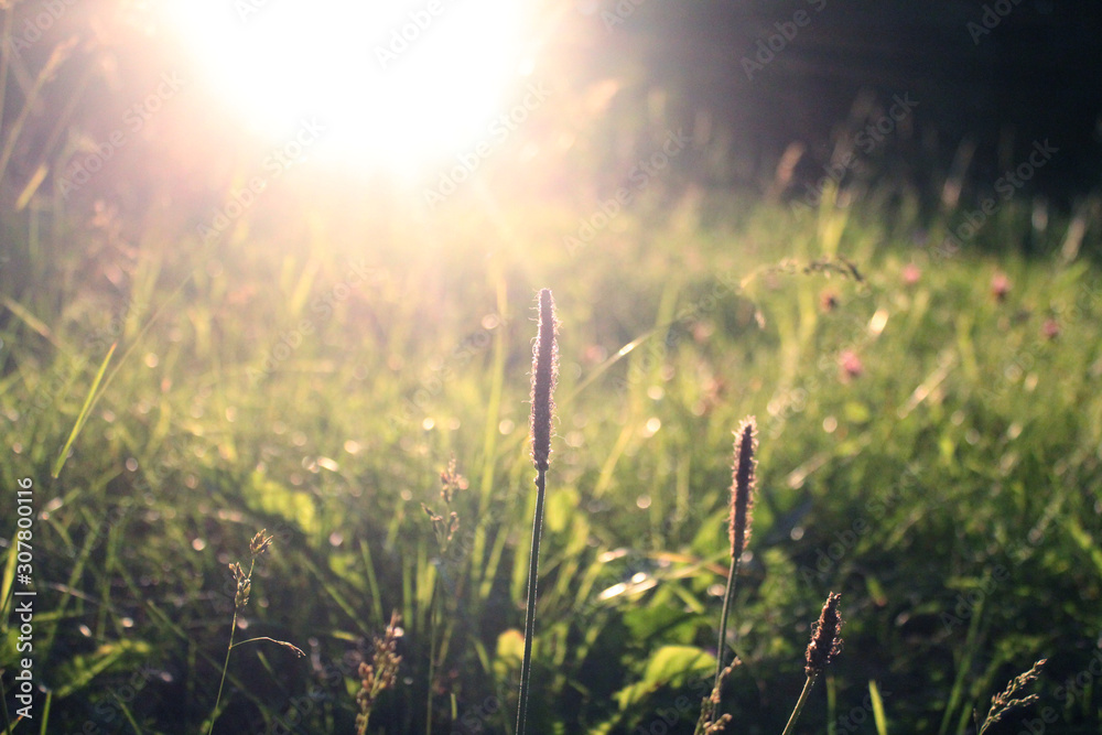 The grass in the rays of the setting sun. Warm, atmospheric photography.