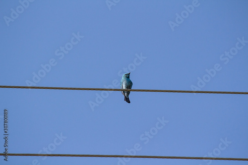 verditor flycatcher sitting on a wire. © Shashank
