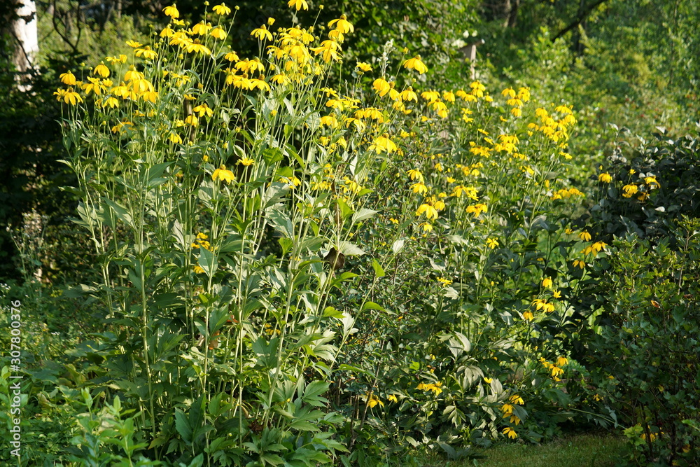 Jerusalem artichoke yellow flowers in the garden, Helianthus tuberosus