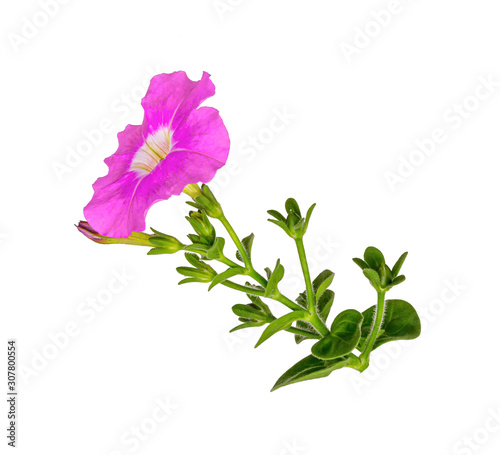 Pink garden flower Petunia on white background. A blooming flower. Isolate. photo