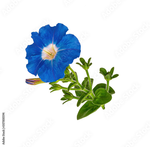 Blue garden flower Petunia on white background. A blooming flower. Isolate. photo