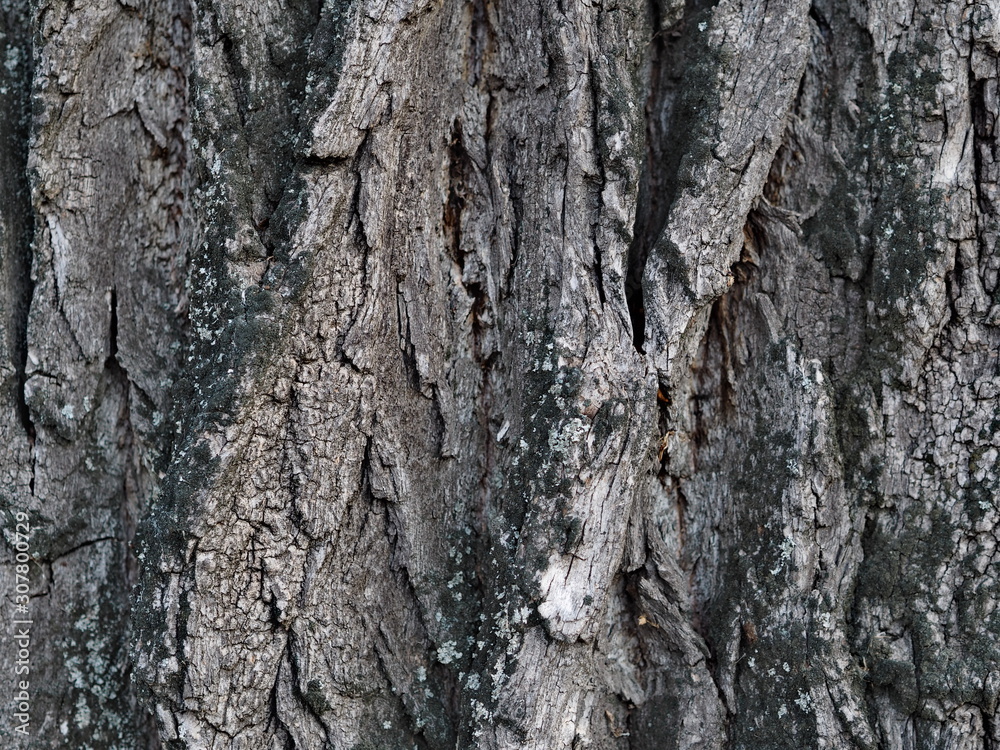 background and texture of an old decrepit tree background and texture of an old decrepit tree