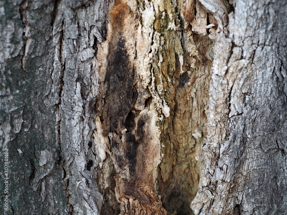 background and texture of an old decrepit tree background and texture of an old decrepit tree