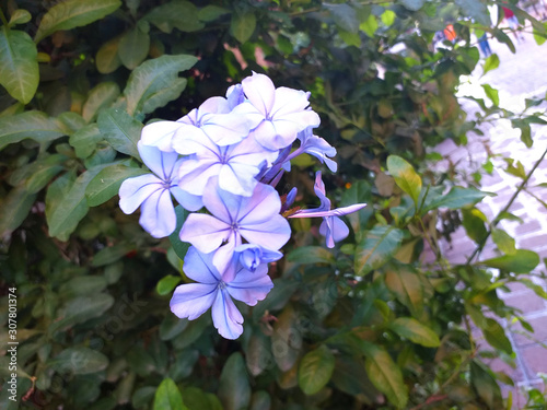 Violet Flower With Green Vivid Leaves