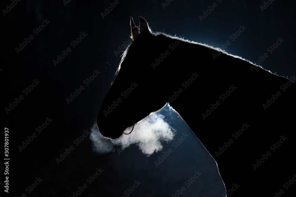 Obraz Portret dorosłego konia na ciemnym tle. Sylwetkę podkreśla jasne światło. Zimna pogoda, z nozdrzy ogiera jest para. Czarne tło. Skopiuj miejsce