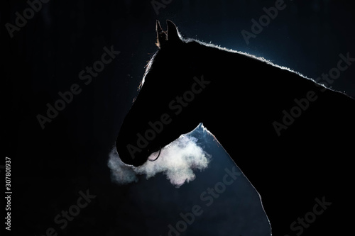 Obraz na płótnie Portret dorosłego konia na ciemnym tle. Sylwetkę podkreśla jasne światło. Zimna pogoda, z nozdrzy ogiera jest para. Czarne tło. Skopiuj miejsce