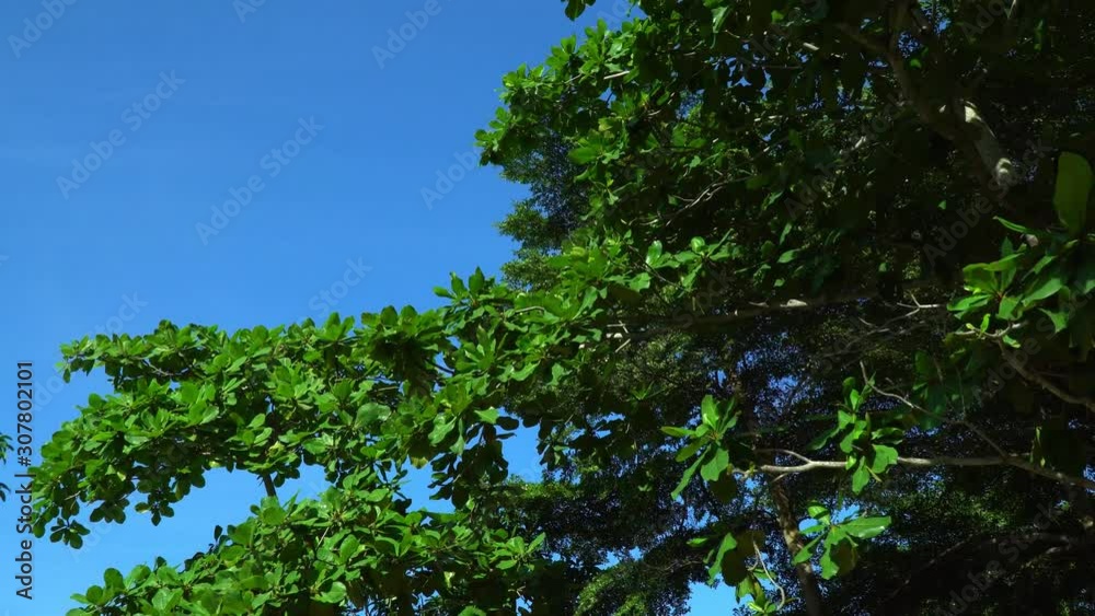 Green foliage, branches of palm trees and tropical trees against the blue sky. Green foliage, branches of palm trees and tropical trees against the blue sky.