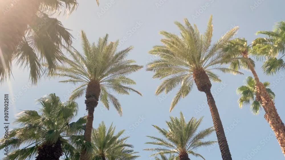 Camera looks up as it moves past rows a palm trees