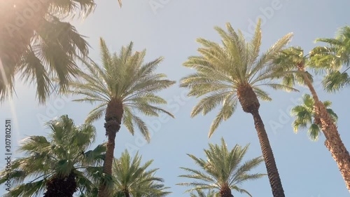 Camera looks up as it moves past rows a palm trees