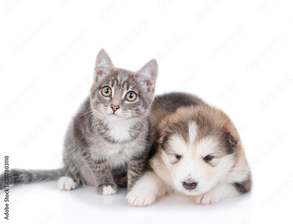 cat and dog looking at camera together. isolated on white background