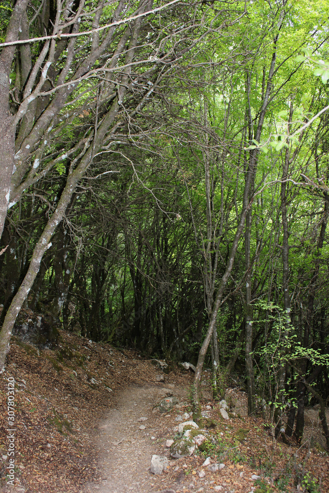 Fototapeta premium Abandoned trees and underbrush in Vikos gorge Epirus Greece