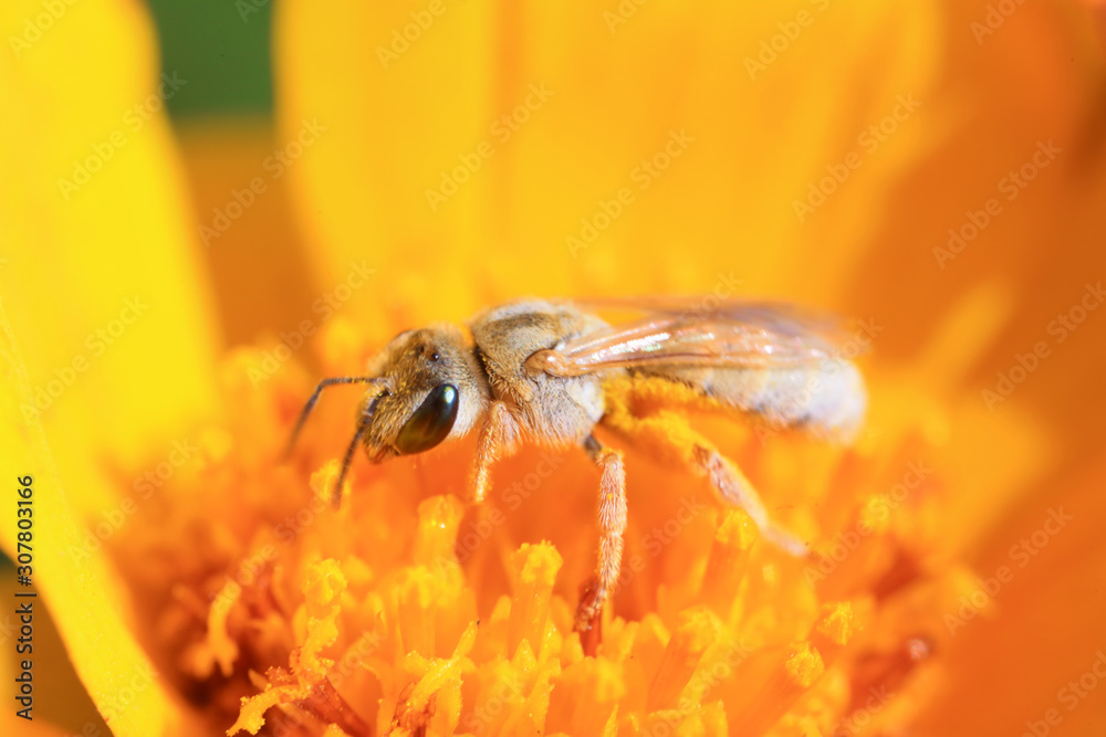 Naklejka premium Bee