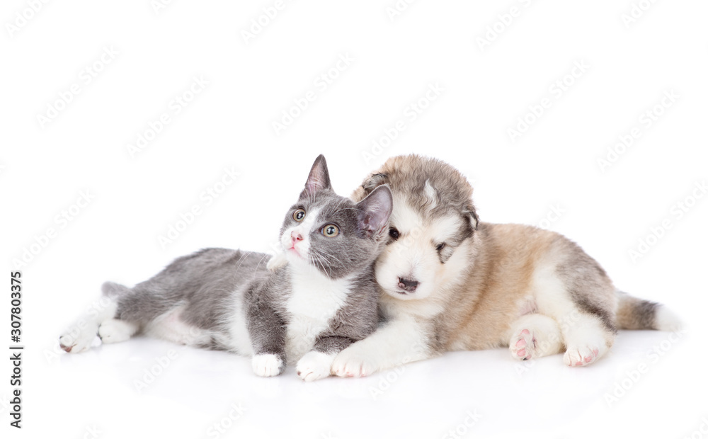 cat and dog looking at camera together. isolated on white background cat and dog looking at camera together. isolated on white background