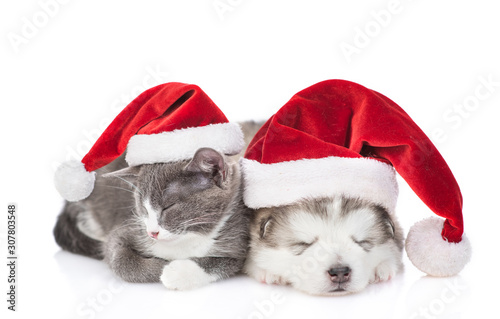 puppy and kitten in Christmas hats on a white background © Ermolaeva Olga