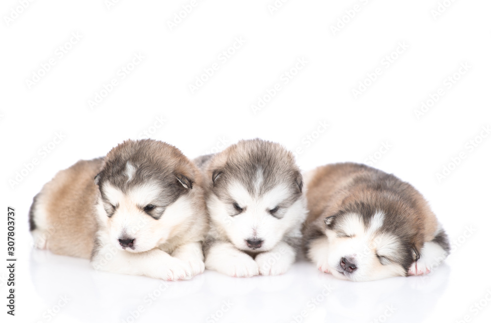 puppies Malamute sleeping isolated on white background