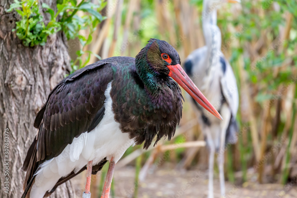Naklejka premium Stork standing and resting. Red beak, black and white body, side close-up view, selective focus with blurred background