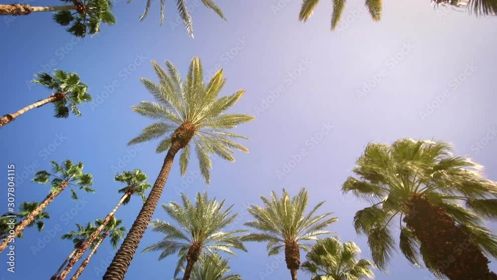 Camera looks up as it moves past rows a palm trees