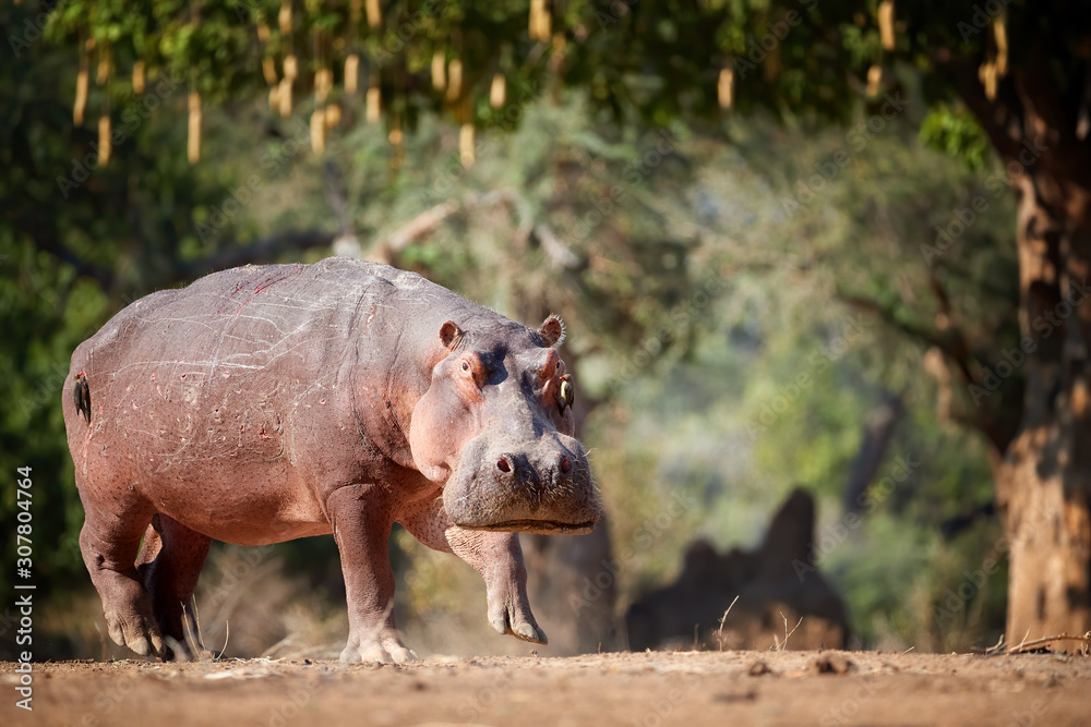 Hippo, Hippopotamus amphibius, low angle, direct view of big bull hippo grazing on shore. Dangerous situation when photographing wild animals. Self drive safari in Mana Pools, Zimbabwe. Hippo, Hippopotamus amphibius, low angle, direct view of big bull hippo grazing on shore. Dangerous situation when photographing wild animals. Self drive safari in Mana Pools, Zimbabwe.