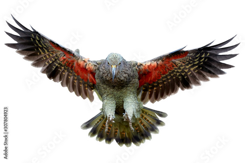 Isolated on white background  brown-green  protected mountain parrot  Kea  Nestor notabilis  flying directly on camera  orange feathers can be seen under the outretched wings.South Island  New Zealand