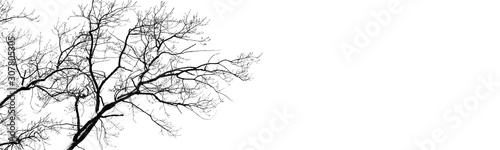 bare tree branches on white. black and white natural pattern. oak branches in winter. copy spaces
