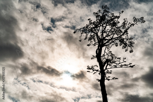 2011 Tohoku earthquake and tsunami.