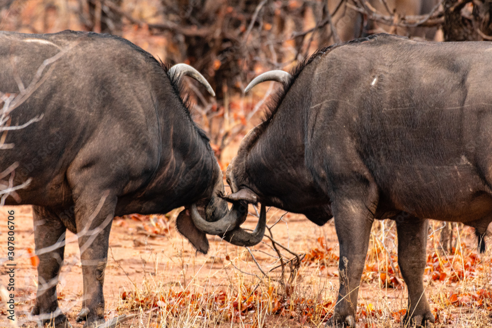 Fototapeta premium South Africa