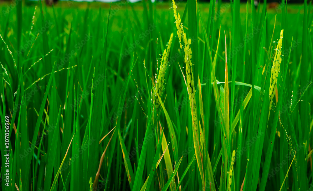 Obraz premium Paddy grains at the paddy field