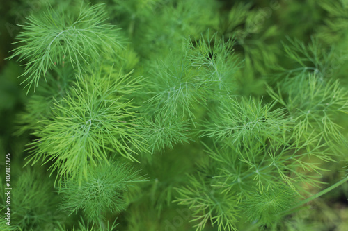 Close top view of the dill branches