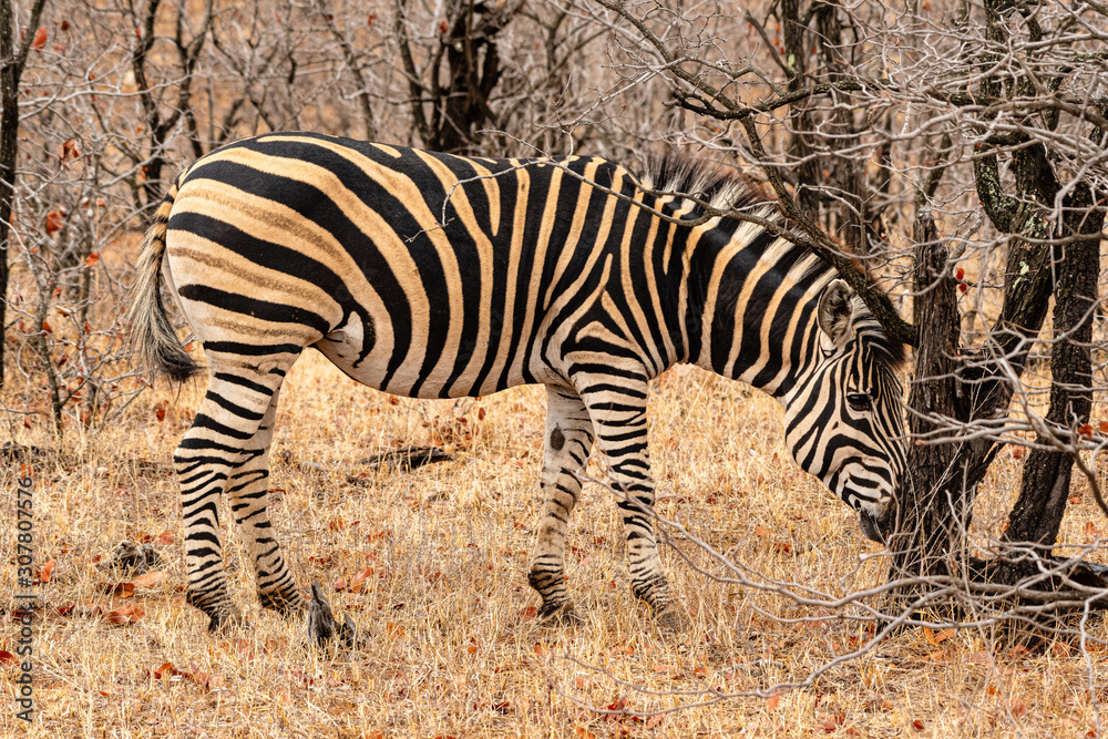 Fototapeta premium Sout Africa